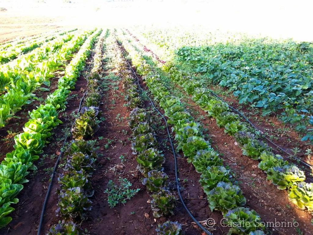 Casale Sombrino Supersano Exterior foto