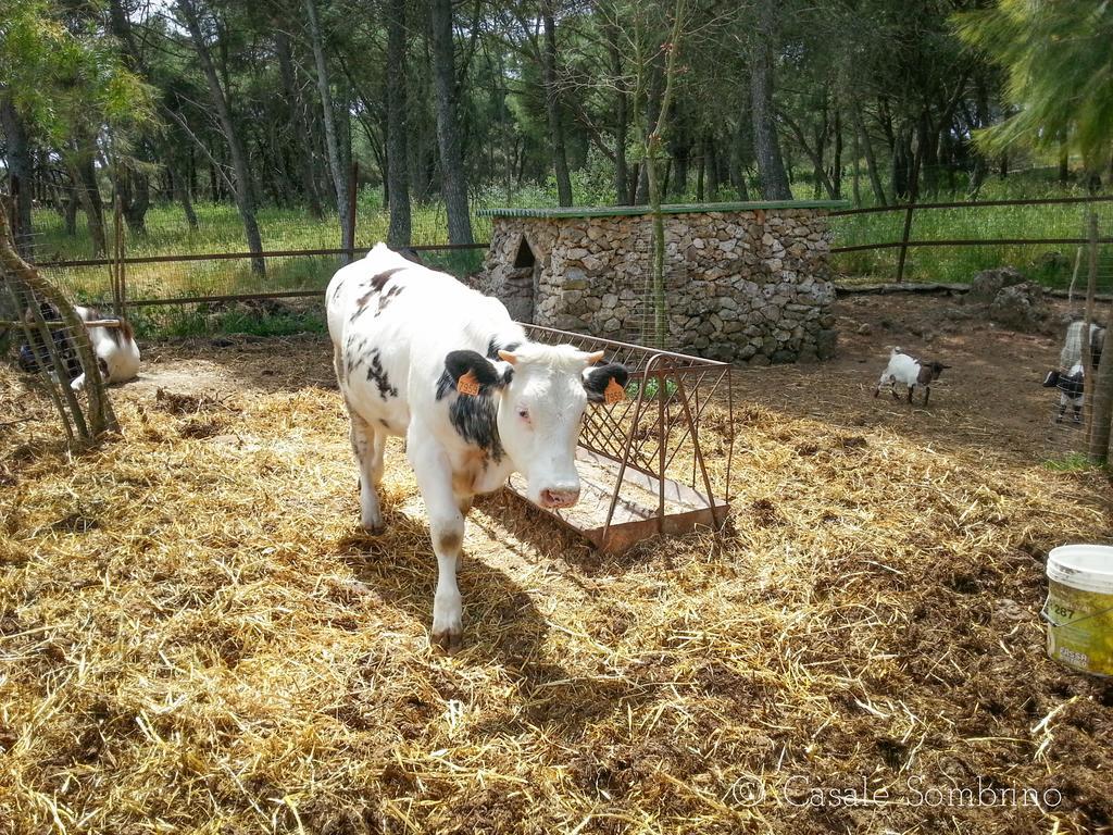 Casale Sombrino Supersano Exterior foto